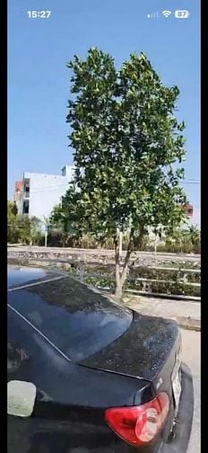 Bán đất biệt thự khu Nhân Cầu thị trấn Hưng Hà tỉnh Hưng Yên 