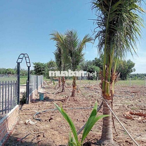 🔥🔥QUÁ ==> 399Tr🔥🔥  Có khu vườn 1000m2 vuông vức, tặng hàng rào, tặ