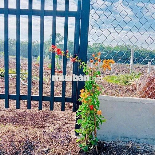 🔥🔥QUÁ ==> 399Tr🔥🔥  Có khu vườn 1000m2 vuông vức, tặng hàng rào, tặ