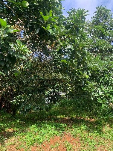 Cần bán 1000 m đất vườn trồng bơ và sầu riêng (gần khu dân cư)