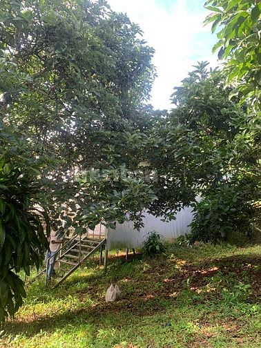 Cần bán 1000 m đất vườn trồng bơ và sầu riêng (gần khu dân cư)