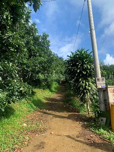 Cần bán 1000 m đất vườn trồng bơ và sầu riêng (gần khu dân cư)