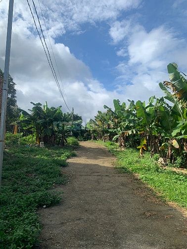Cần bán 1000 m đất vườn trồng bơ và sầu riêng (gần khu dân cư)