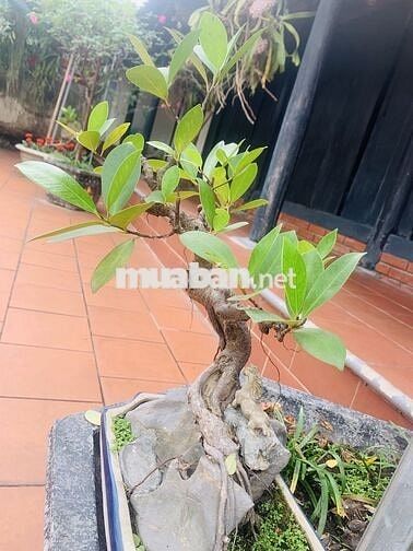 CHO THUÊ NHÀ NGUYỄN VĂN SĂNG - P Tân Sơn Nhì 4 x 17 M đúc 1 lầu : 