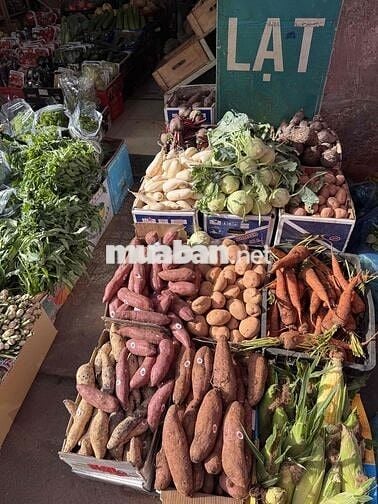 [LÀM NGAY] TUYỂN NỮ BÁN RAU ĐÀ LẠT TẠI PHÚ NHUẬN