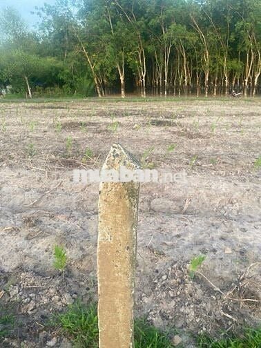 Đất đường nhựa lớn, Thạnh Tân, Tân Biên. Cách QL22b chỉ 600m