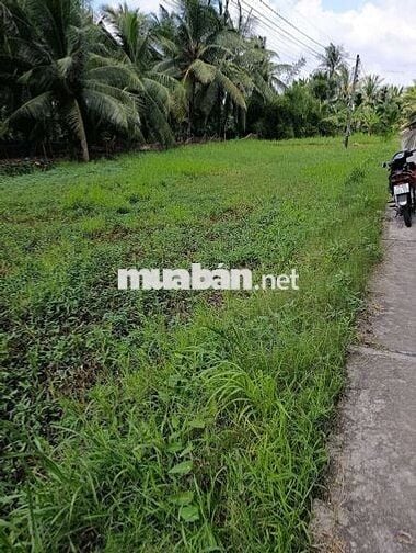 Bán đất Mỹ Hòa, Ba Tri, Bến Tre – Giá chỉ 350 triệu