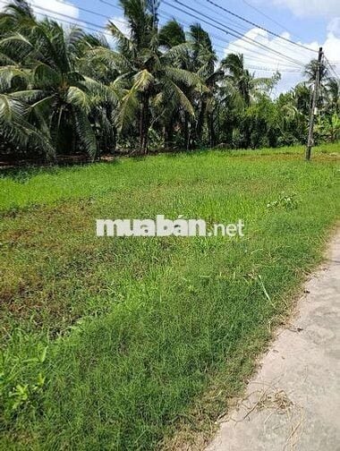 Bán đất Mỹ Hòa, Ba Tri, Bến Tre – Giá chỉ 350 triệu