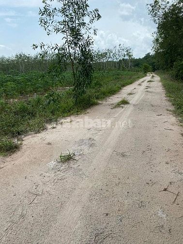 Chính chủ bán lô 1000m2 huyện dầu tiếng bình dương / sổ riêng sẵn