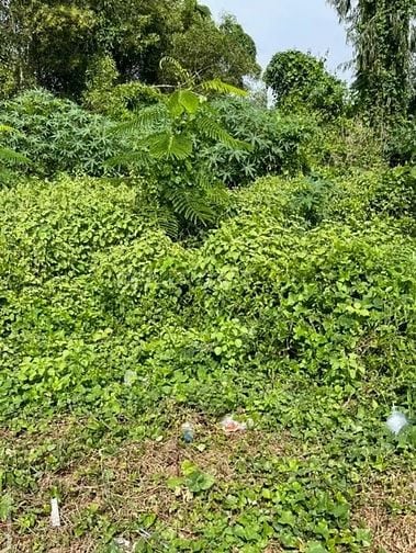 Bán nền mặt tiền đại lộ Lê Đại Cương, phường Núi Sam,TP Châu Đốc 