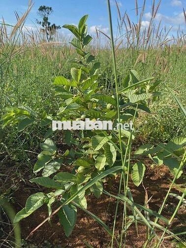 ĐẤT FARMSTAY NHÌN THUNG LŨNG TÀ ĐÙNG - 3.638M² - MẶT TIỀN 40M