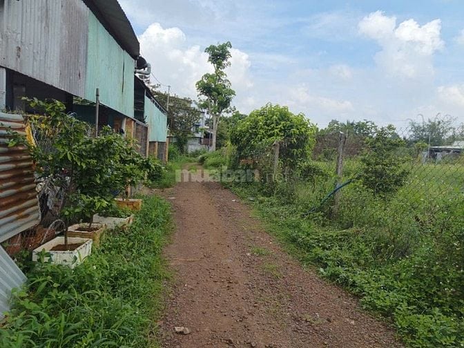 ĐẤT XUÂN QUẾ - DẦU GIÂY | CHỈ 420 TRIỆU CÓ THỔ CƯ, SỔ RIÊNG