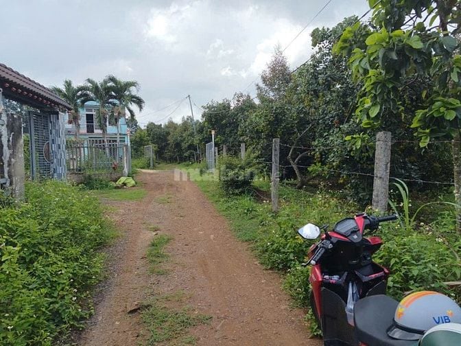 ĐẤT XUÂN QUẾ - DẦU GIÂY | CHỈ 420 TRIỆU CÓ THỔ CƯ, SỔ RIÊNG