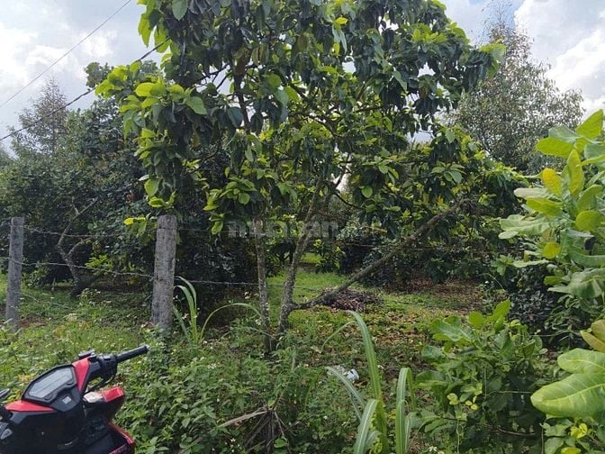 ĐẤT XUÂN QUẾ - DẦU GIÂY | CHỈ 420 TRIỆU CÓ THỔ CƯ, SỔ RIÊNG