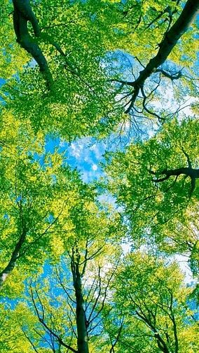 Anh về Úc bán căn góc Cc Nguyễn Văn Đậu lầu cao thoáng mát SHCC