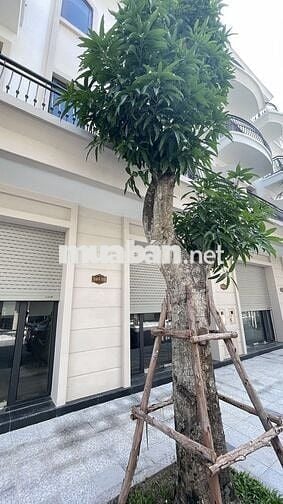 Bán nhà Shophouse phân khu Sao Biển - Vinhomes Ocean Park 2