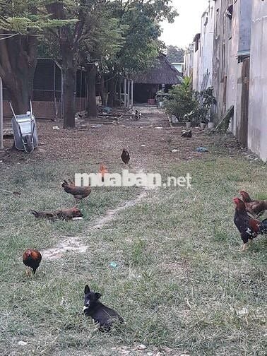 Chỉ 11 tr/m2 👉Gần 1000 m2 ( Có 110 Thổ Cư ) Đông Thạnh Hóc Môn Sát Q12