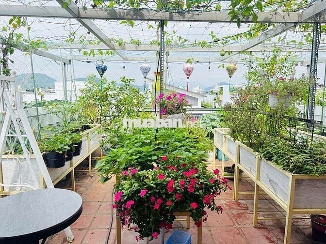 NHÀ SÂN VƯỜN XANH MÁT & ĐIỆN NĂNG LƯỢNG MẶT TRỜI – ĐƯỜNG TRẦN CAN 🌿☀️