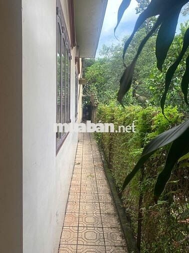 Bán đất tặng nhà mặt tiền chợ 247,3 m2, DT sử dụng thực tế hơn 300m2