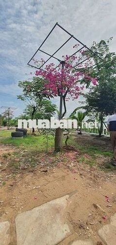 TUYỂN NGƯỜI LÀM VƯỜN LƯƠNG LIỀN ĐI LÀM NGAY