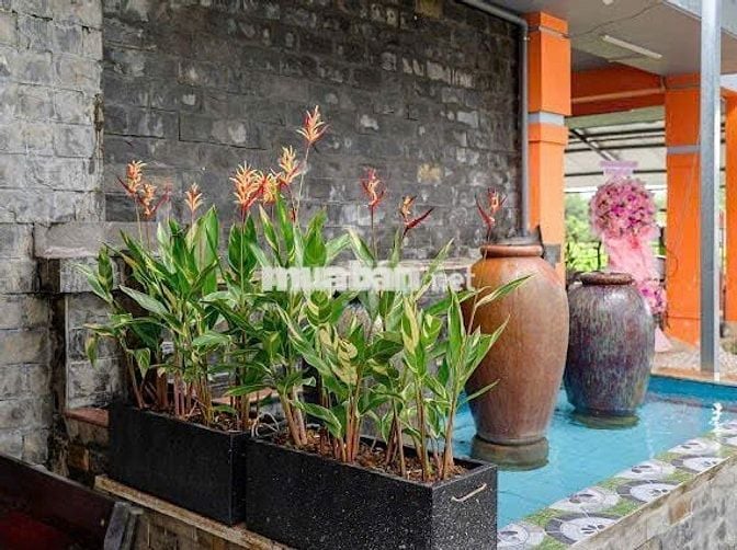 Tuyển dụng 1 bếp chính