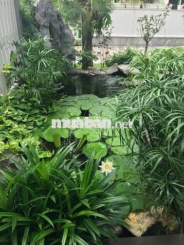 Biệt thự đơn lập Vườn Mai Ecopark siêu đẹp