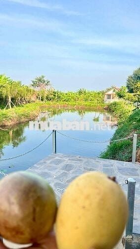 Chính chủ bán 5.000m² đất vườn 328m² thổ cư, mặt tiền 200m, có hồ & su