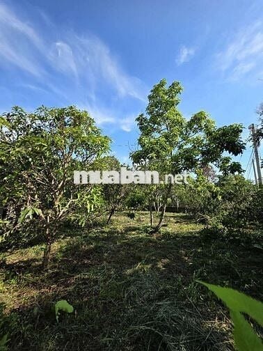 GIÁ RẺ HƠN 4TY - GẦN 900M2 - TRANG TRẠI CÂY ĂN TRÁI - GẦN VÀNH ĐAI 4