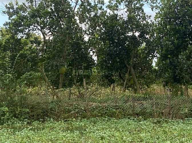 CHÍNH CHỦ BÁN KHUÔN VIÊN NHÀ VƯỜN RỘNG 3.500M² – VỊ TRÍ ĐẸP TẠI BÌNH Đ