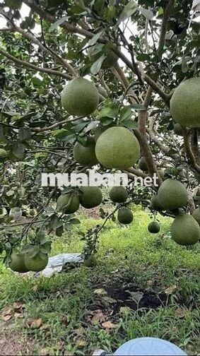 🍊Cô chú lớn tuổi rồi về ở với con cháu,gửi bán lại khu vườn bưởi cho
