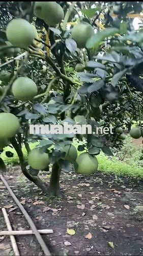 🍊Cô chú lớn tuổi rồi về ở với con cháu,gửi bán lại khu vườn bưởi cho