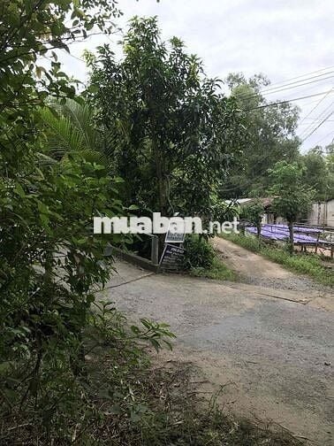 Gia đình có đất vườn cần bán, thương lượng thiện chí