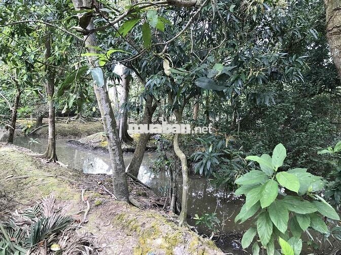 Gia đình có đất vườn cần bán, thương lượng thiện chí