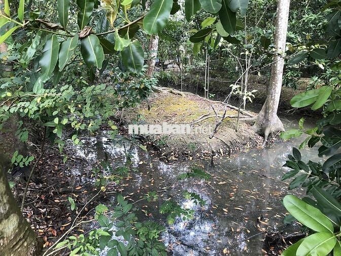 Gia đình có đất vườn cần bán, thương lượng thiện chí