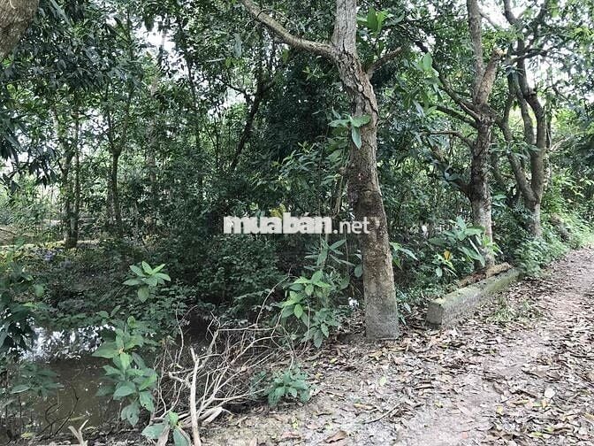 Đất cây lâu năm, rộng rãi phù hợp nhà vườn