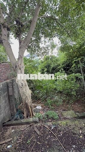 Cho thuê nhà 3 tầng + sân vườn