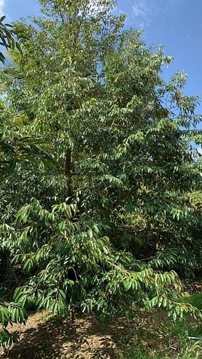 Chính chủ bán 5,410 m2 đất Sầu Sáu Hữu tại cồn Tân Phong - Tiền Giang