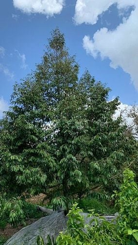 Chính chủ bán 5,410 m2 đất Sầu Sáu Hữu tại cồn Tân Phong - Tiền Giang
