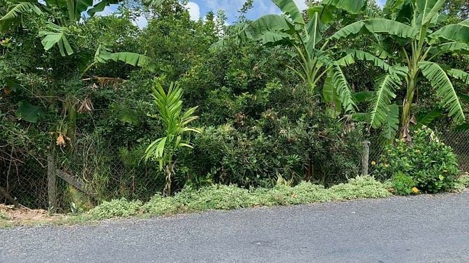 Chính chủ bán 5,410 m2 đất Sầu Sáu Hữu tại cồn Tân Phong - Tiền Giang