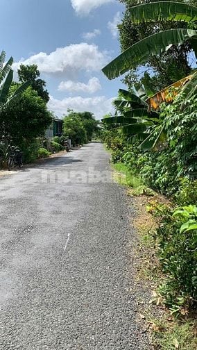 Chính chủ bán 5,410 m2 đất Sầu Sáu Hữu tại cồn Tân Phong - Tiền Giang
