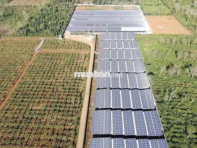TUYỂN CÔNG NHÂN NUÔI GÀ