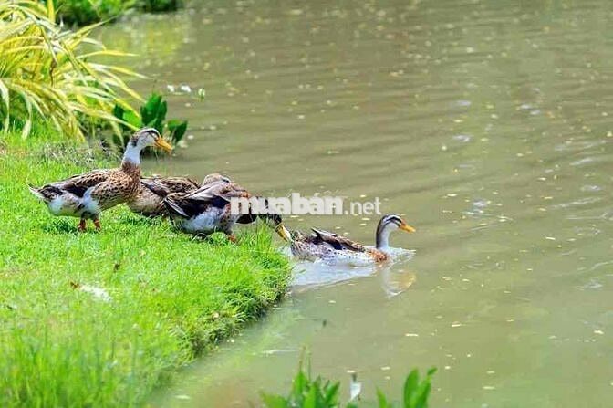 CHỈ TỪ 4TY SỞ HỮU NGAY 2PN - 2WC SẴN SỔ - DỄ CHO THUÊ