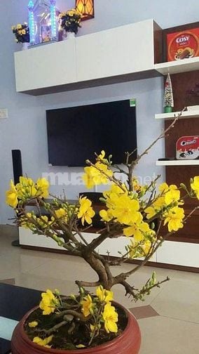 CĂN 1: BÁN NHÀ 3M(BG) LÝ THÁNH TÔNG, P.TÂN THỚI HÒA, Q.TP, 8.5 TỶ.
