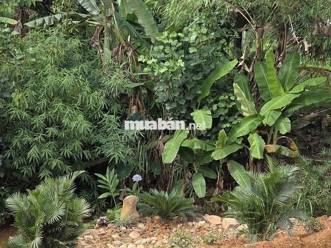 ✨ Chỉ 2,8 tỷ sở hữu lô đất ôm suối đẹp bậc nhất Bảo Lâm