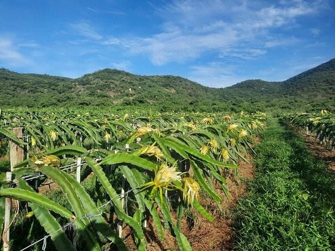 CHÍNH CHỦ BÁN VƯỜN CLN 17,7 Ha tại xã Phú Lạc, Bình Thuận (cũ)