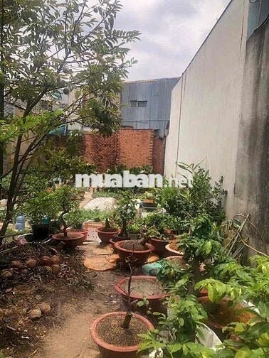 ĐẤT SHR XÃ ĐÔNG THẠNH  HÓC MÔN