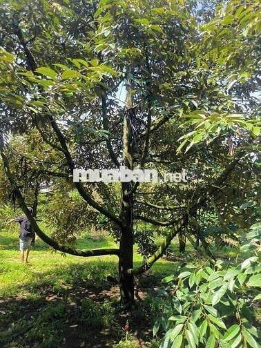 Cần bán đất có 100 gốc sầu riêng , có nhà vườn