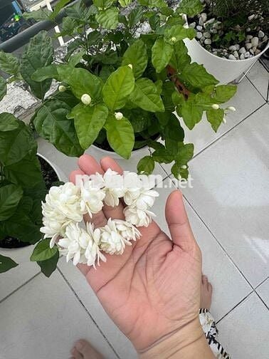 cho thuê tầng 1 biệt thự Hin Lam (20x20) giá 50 tr