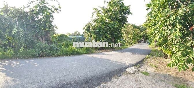 2364m2 đất có 300m2 thổ cư 1/Giồng Cát-Tân Phú Trung-Củ Chi. 11ty