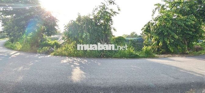 2364m2 đất có 300m2 thổ cư 1/Giồng Cát-Tân Phú Trung-Củ Chi. 11ty